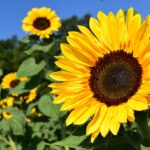 sunflower, yellow, flower-1627193.jpg